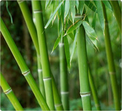 b 313318 Bambu Bambu Nedir?